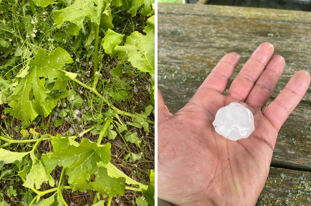 Hail damage in a pumpkin field and a hand holding a piece of hail.